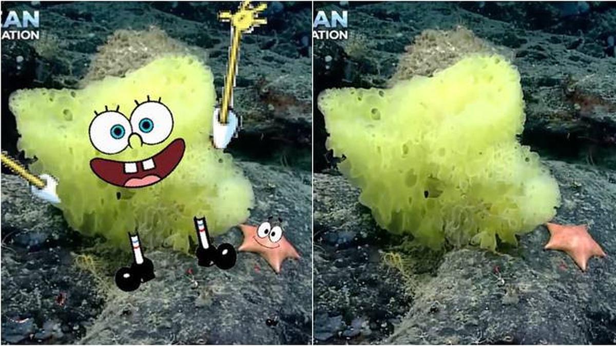 Viral Penemuan Spongebob Dan Patrick Di Dunia Nyata Oleh Ilmuwan Laut Hot Liputan
