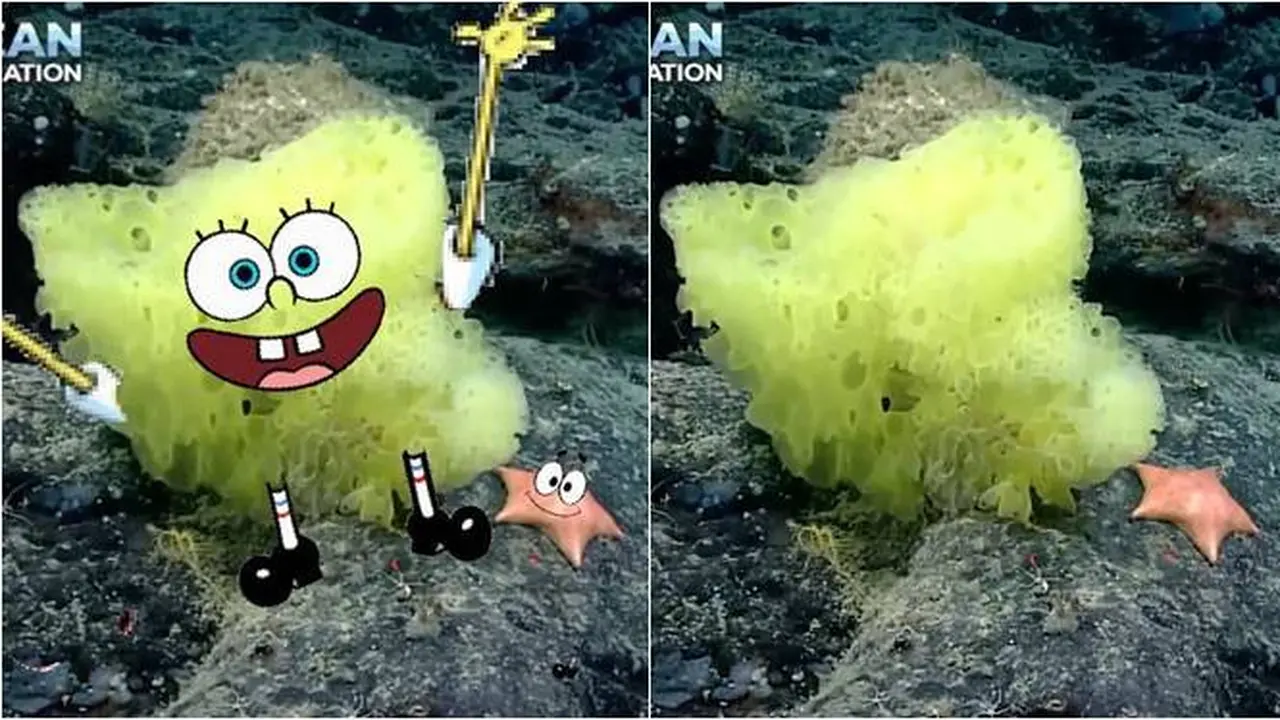 Viral Penemuan Spongebob Dan Patrick Di Dunia Nyata Oleh Ilmuwan Laut Hot Liputan
