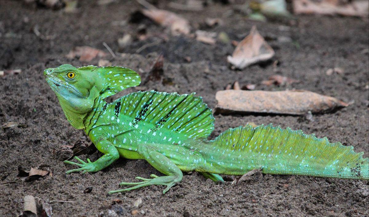 3. Panjang Kadal Basilisk 75% Didapatkan dari Ukuran Ekornya<br>