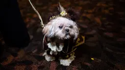 Seekor anjing mengenakan kostum untuk New York Pet Fashion Show ke-17 di New York City, Kamis (6/2/2020). Acara ini menampilkan pertunjukan anjing yang berjalan di catwalk dengan kostum yang unik. (Photo by Johannes EISELE / AFP)