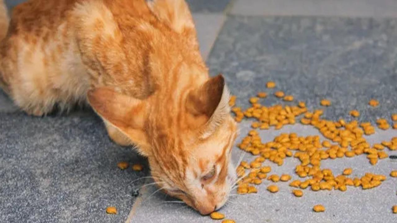 Ternyata Profesi Unik Cat Sitter Ada di Indonesia, Tugasnya Jaga Kucing Agar Tak Kesepian Bisa Dapat Bayaran
