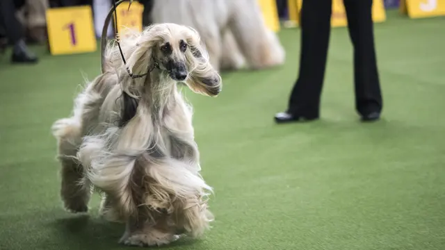 Anjing-Anjing Lucu Tampil di Westminster Dog Show 2018