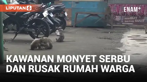VIDEO: Kawanan Monyet Serbu Pemukiman Warga dan Rusak Rumah