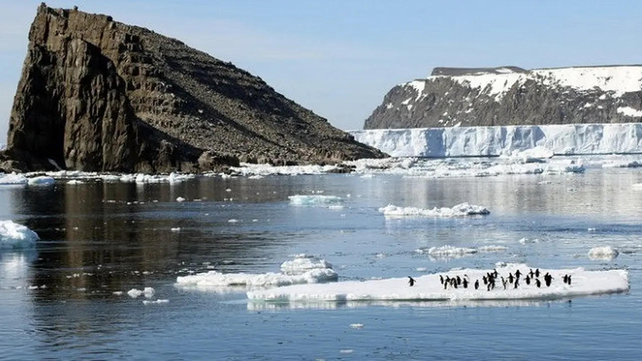 Koloni Penguin di Antartika Timur