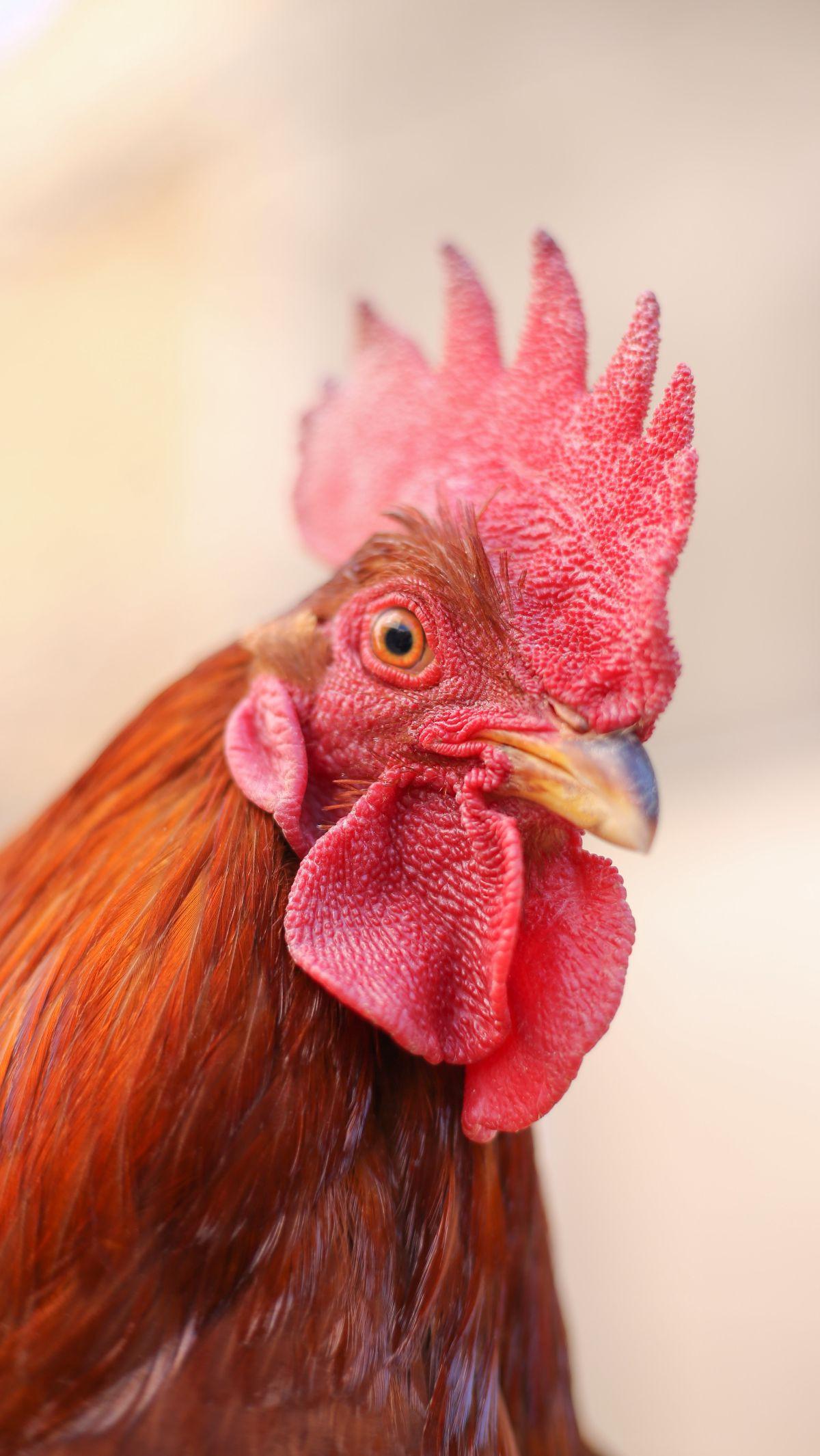 <b>Mitos dan Kepercayaan tentang Ayam Berkokok Tengah Malam</b>