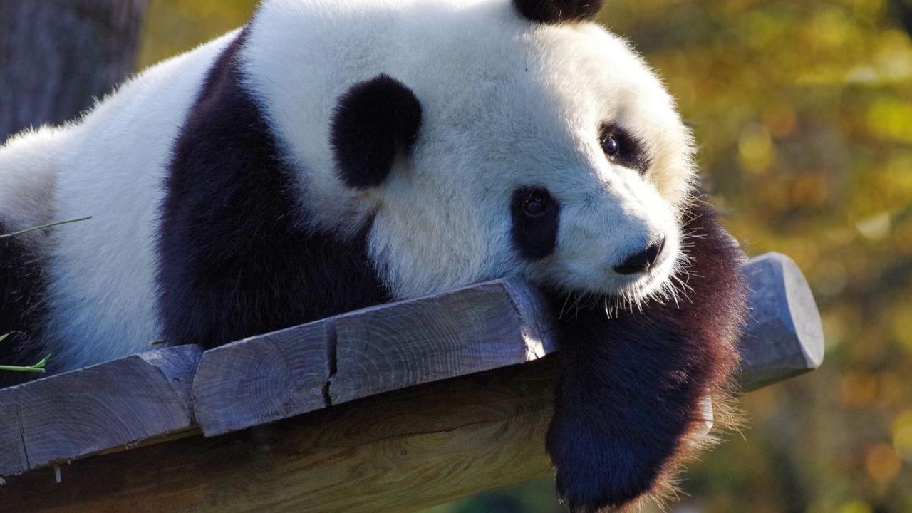 Panda dalam Budaya China