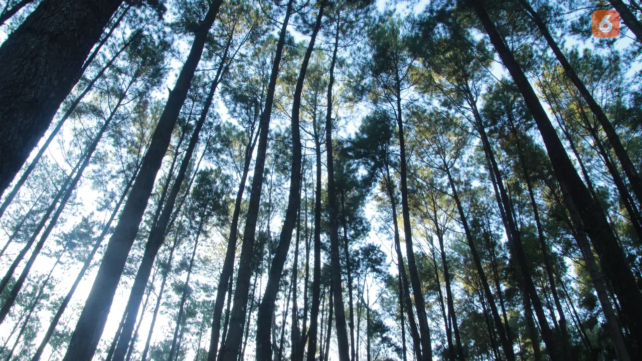 Izin Hutan Mandek, Ekspor Produk Getah Pinus Aceh ke 26 Negara Terhenti