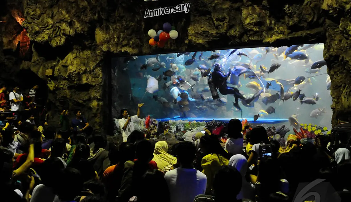 Beberapa penyelam terlihat memberi makan  ikan-ikan di dalam air di wahana Seaworld, Ancol, Jakarta, Senin (28/7/14). (Liputan6.com/Andrian M Tunay)