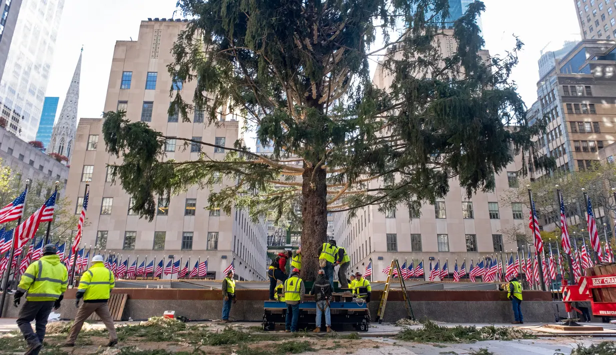Para pekerja bersiap mendirikan pohon Natal di Rockefeller Center, New York pada 9 November 2019. Pohon cemara Norwegia untuk menyambut Natal 2019 tersebut memiliki tinggi 77 kaki atau 12 meter dengan berat 77 ton yang akan dinyalakan pada 4 Desember mendatang. (AP Photo/Craig Ruttle)