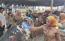Pemkot Jakbar Siapkan 55 Hewan Kurban Idul Adha, Kesehatan Terjamin