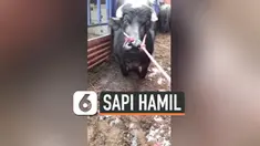 vertical sapi