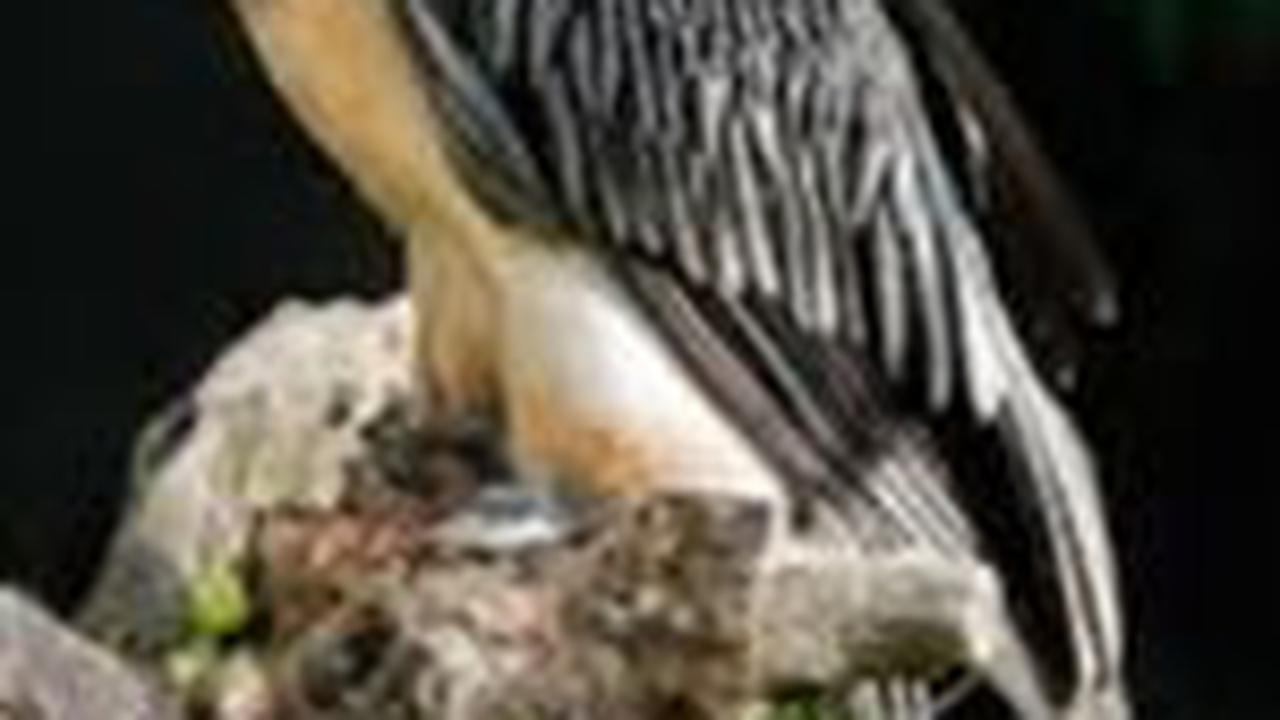 5. Lammergeier atau Burung Hering Berjanggut<br>