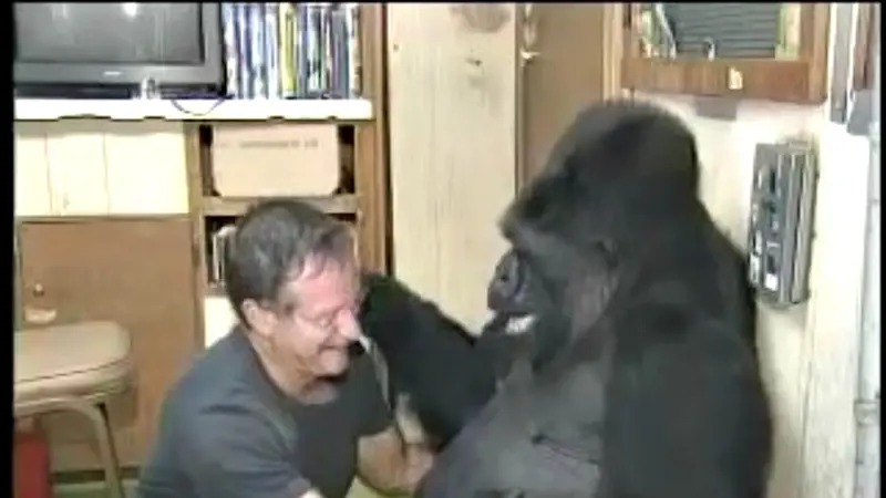 Robin Williams Bercanda Dengan Gorilla 