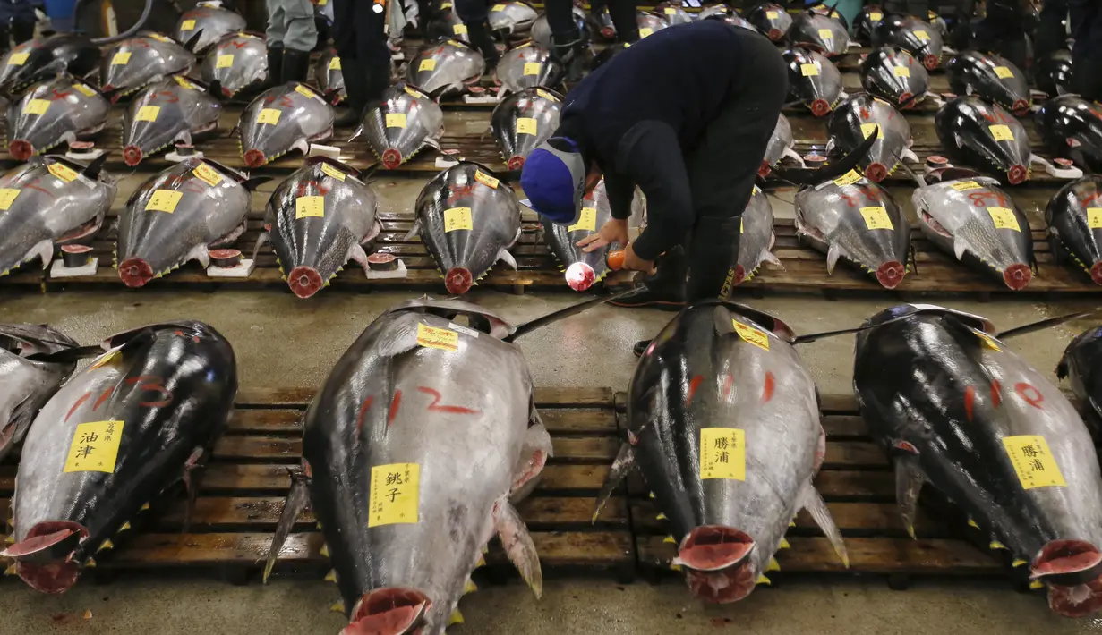Karyawan toko memeriksa kualitas dari tuna segar yang berada di pasar ikan Tsukiji sebelum lelang Tahun Baru di Tokyo, Jepang, Selasa (5/1).  Pada 2013, Kimura mendapatkan tuna sirip biru seberat 222 kg dengan harga Rp 17,3 miliar. (REUTERS/Toru Hanai)