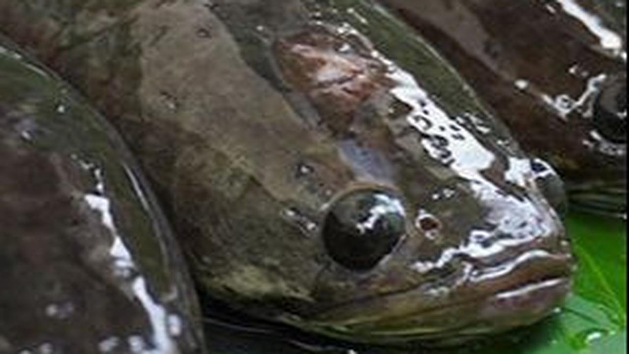 <b>1. Ikan Gabus</b>