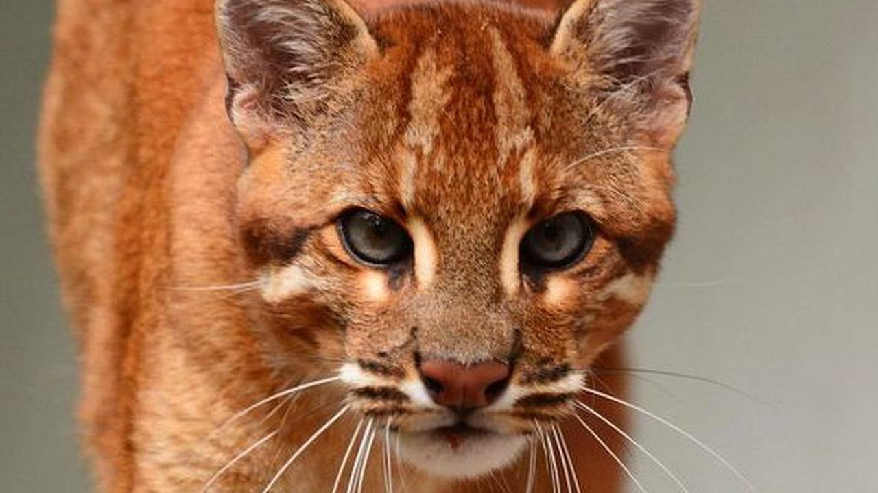 5. Kucing Emas Asia (Catopuma temminckii)