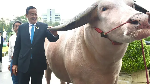 Perdana Menteri Thailand Srettha Thavisin menyambut kedatangan kerbau albino bernama Ko Muang Phet di Gedung Pemerintahan Bangkok. (X/@Thavisin)