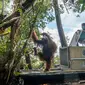 Upaya mencarikan rumah baru untuk Jhon, orangutan Kalimantan yang terusir dari habitatnya karena kerusakan hutan. (Liputan6.com/ Aceng Mukaram)