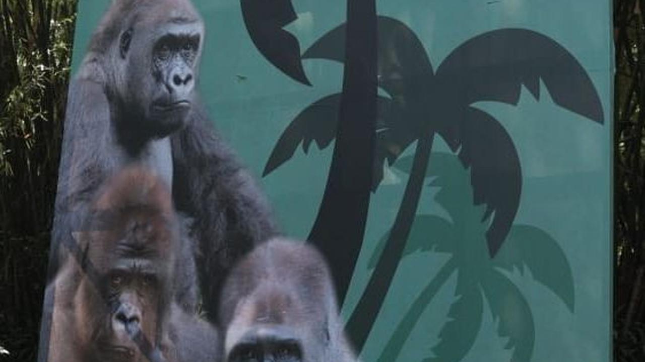 Kumbo dan Kihi lahir tanggal 8 mei 1995 di kebun binatang Howletts di Inggris. Foto: Istimewa<br>