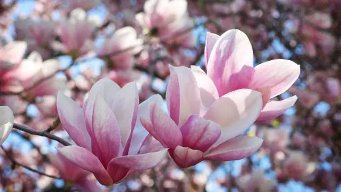 Ilustrasi Bunga Magnolia