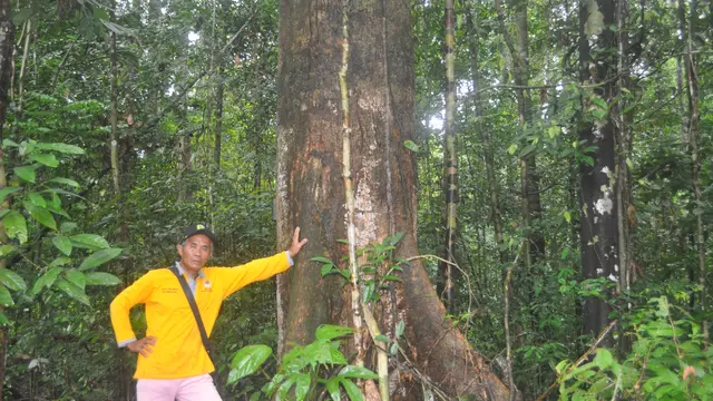 Tengkawang. (Foto: Liputan6.com/Aceng Mukaram)