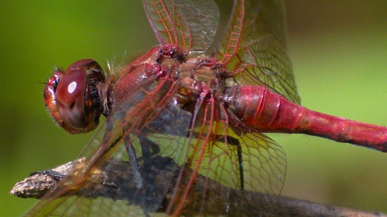 6. Capung Merah<br>