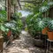 7 Inspirasi Kebun Monstera untuk Lorong Samping Rumah yang Sejuk dan Estetik