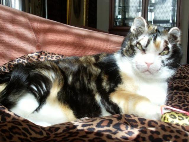 Scarlett Kucing Pemberani Yang Selamatkan Anaknya Dari Kebakaran