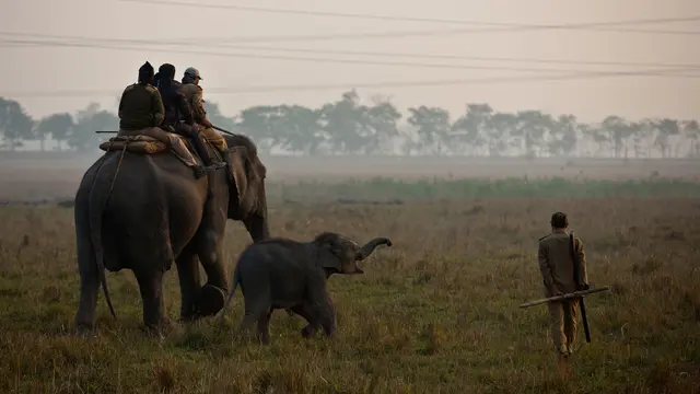 Jumlah Meningkat, Petugas Lakukan Sensus Badak Becula Satu di India