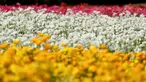 Bunga giant recolote ranunculus bermekaran di The Flower Field, Carlsbad Ranch, California, Kamis (21/3/2019). Memiliki luas sebesar 50 hektare, taman bunga ini dibuka setiap tahunnya pada musim semi. (REUTERS/Mike Blake)