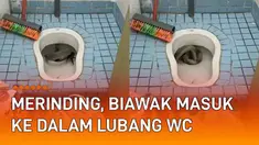 Video seekor biawak masuk ke dalam lubang WC mengundang perhatian