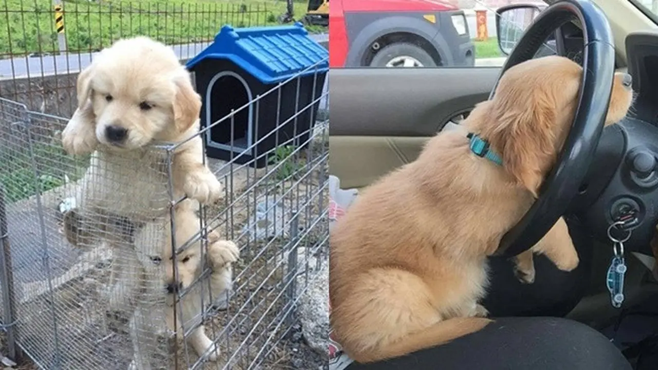 Tak Hanya Kucing Oranye, 7 Tingkah Laku Anjing Oranye Ini Bikin Tepuk Jidat