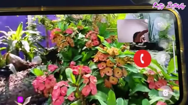 Rumah DJ Butterfly di Thailand