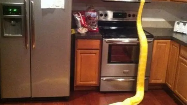 6 Momen Bikin Kaget Ketemu Ular di Dapur, Enggak Jadi Masak
