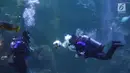 Penyelam melakukan atraksi menyundul bola di dalam aquarium Sea World, Jakarta, Sabtu (16/6). Atraksi tersebut digelar dalam rangka menyemarakkan ajang Piala Dunia 2018 yang berlangsung di Rusia. (Liputan6.com/Immanuel Antonius)