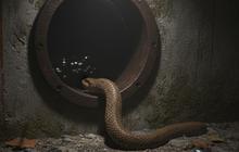 Mencegah Ular Masuk ke Saluran Air atau Septic Tank Rumah Secara Permanen, Begini 8 Caranya!