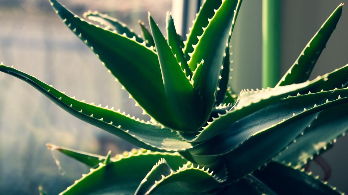 Aloe Vera