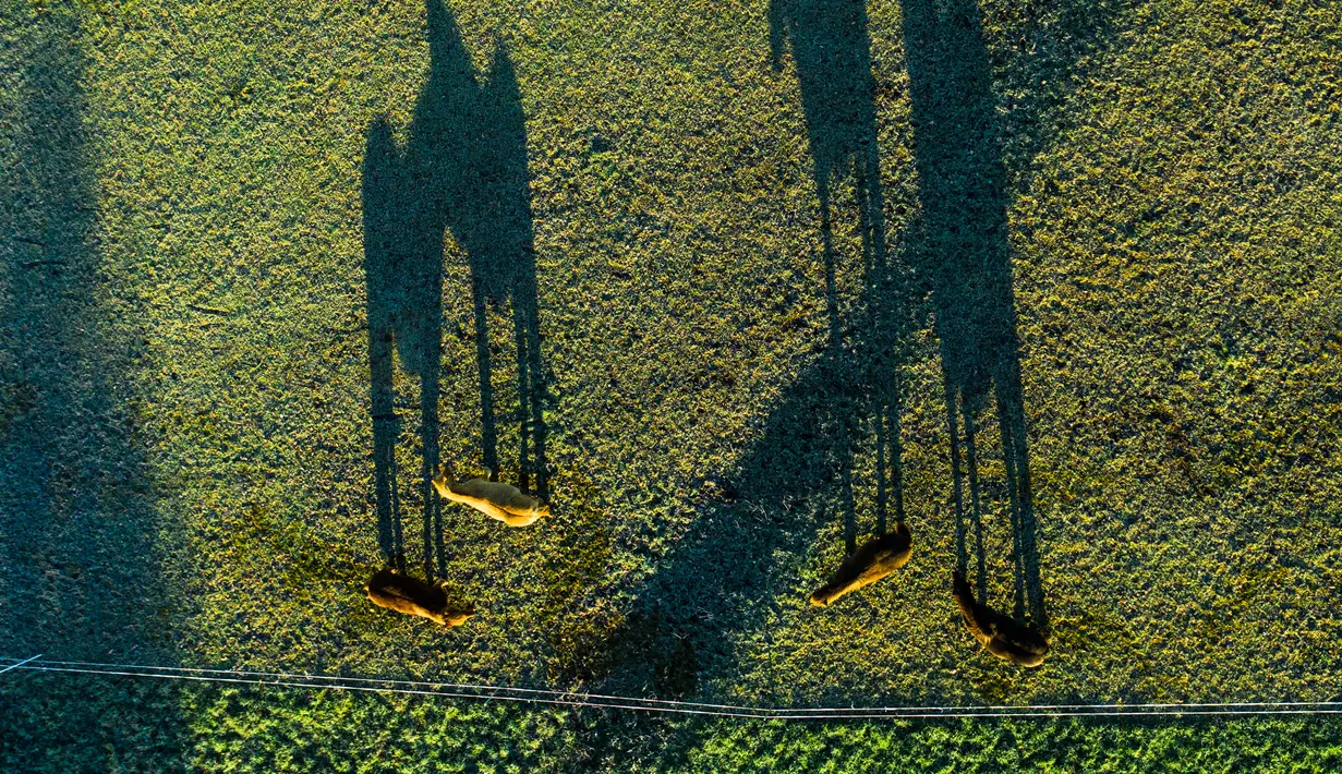 Empat kuda terlihat di padang rumput pada pagi yang cerah di dekat kota Hennef di Jerman barat, (28/12). (AP Photo / Christophe Gateau)