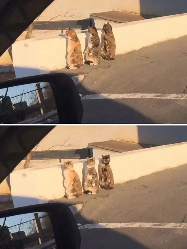 10 Potret Lucu Kucing Berdiri dengan Dua Kaki Ini Gemas Banget