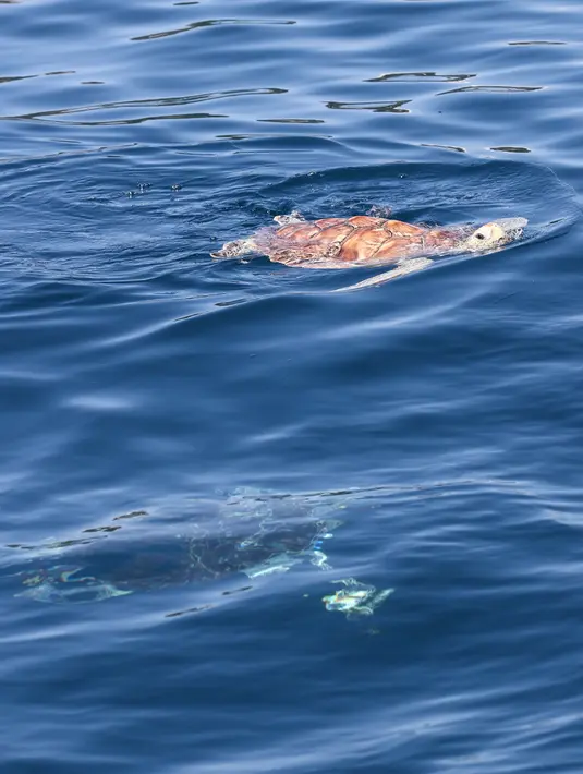 Penyu yang dilepaskan tampak berenang di laut di Wilayah Lingshui, Provinsi Hainan, China selatan, pada 9 Agustus 2020. Sebanyak 99 ekor penyu, baik yang terdampar maupun hasil sitaan oleh penegak hukum, dilepaskan kembali ke laut pada Minggu (9/8). (Xinhua/Zhang Liyun)