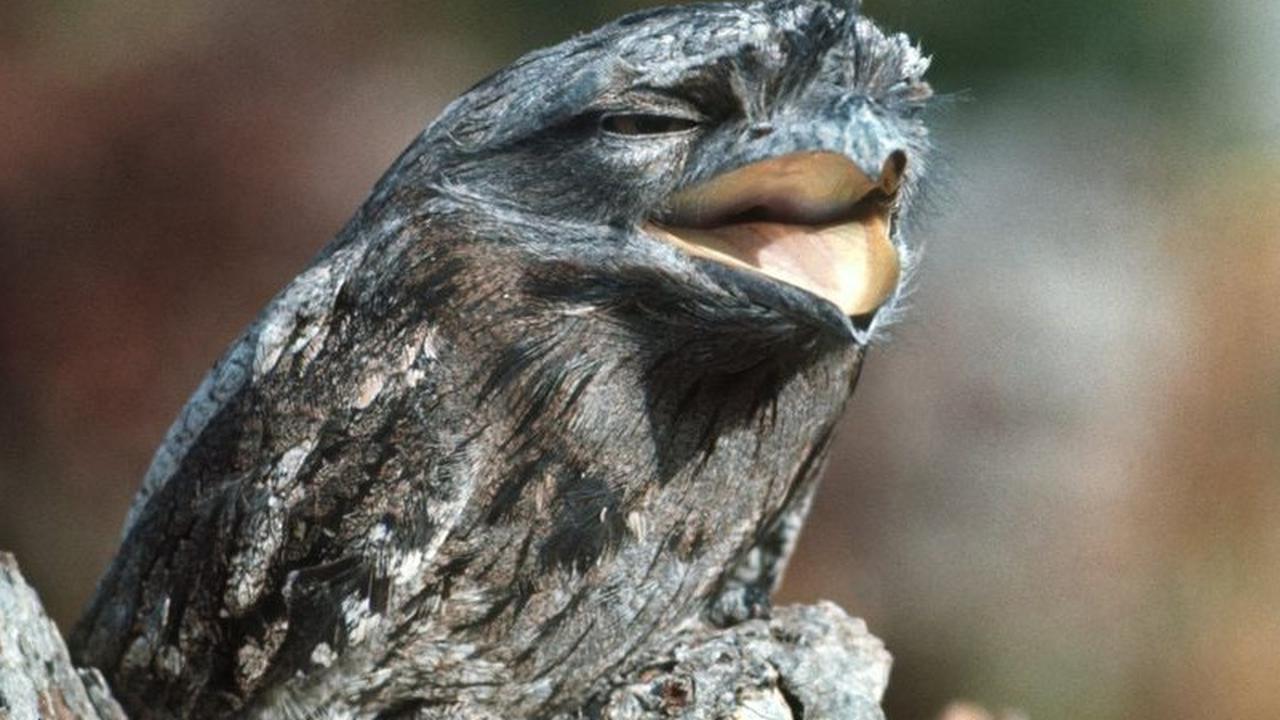 Burung