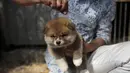 Pemilik anjing Akita, Osamu Yamaguchi menyisir anjingnya yang berusia satu bulan di pusat penampungan di Takasaki, Prefektur Gunma, Jepang (3/4). Anjing dari Jepang ini juga digemari banyak tokoh dunia. (AFP/Behrouz Mehri)