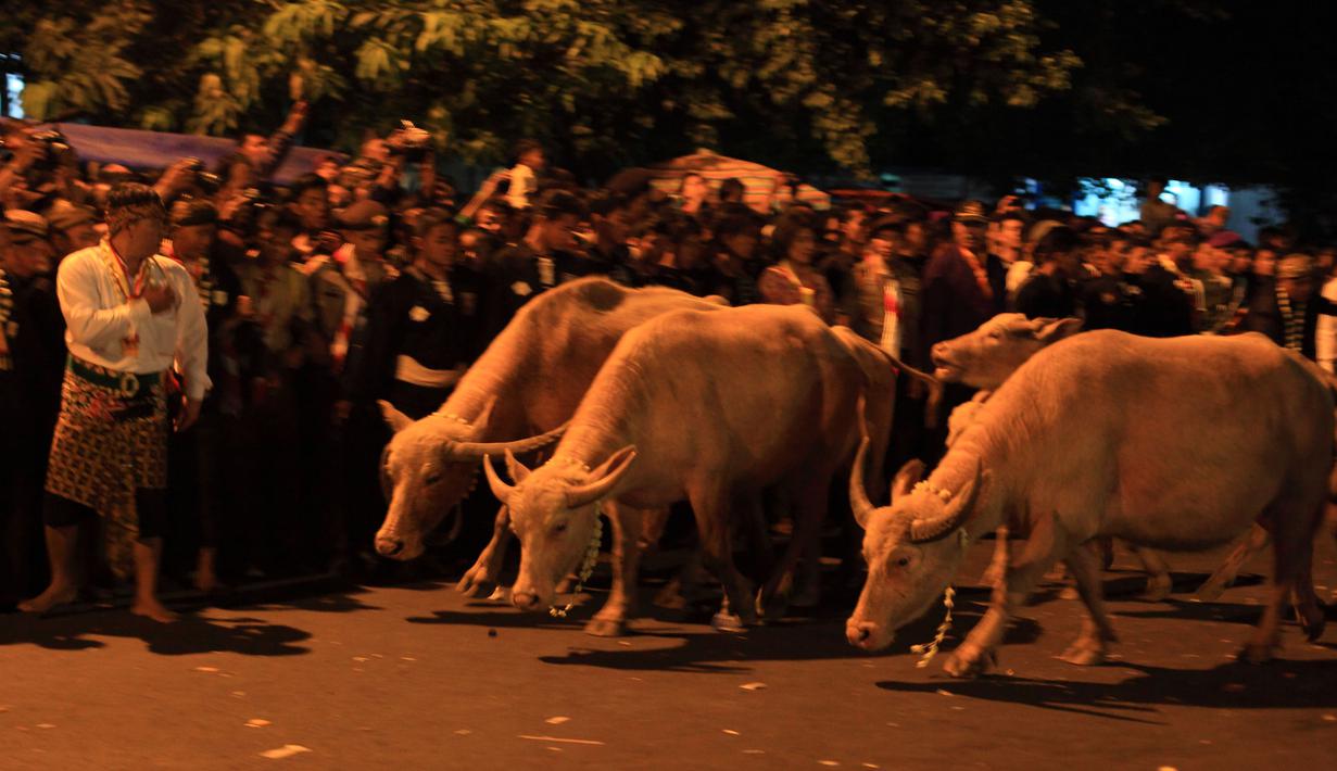 <p>Kawanan Kerbau Bule keturunan Kerbau Pusaka Keraton Kiai Slamet membuka jalan bagi rombongan Kirab Peringatan Malam 1 Suro Keraton Surakarta Hadiningrat di Jalan Mangkubumen Sasono Mulyo, Solo, Jawa Tengah, Sabtu (25/10/2014). (Antara Foto/Maulana Surya)</p>