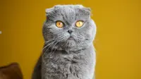 10 Surprising Facts About Scottish Fold Cats That Are Banned in Some Countries