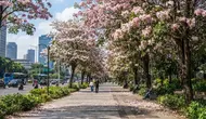 Spot Lihat Bunga Tabebuya Mekar di Jakarta, Ini 7 Lokasi yang Menarik Dikunjungi