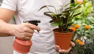 Cara Mengusir Semut dari Tanaman dengan 5 Bahan Dapur