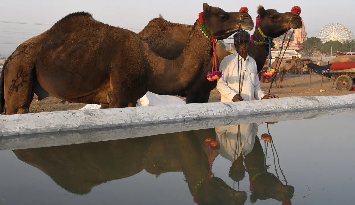 Seorang pria India membawa untanya ke dekat kolam untuk minum saat mengikuti pameran Unta Pushkar di Pushkar, India (26/10). Dalam pameran ini, ribuan pedagang ternak khsusnya unta berkumpul untuk menjual hewan mereka. (AFP Photo/Dominique Faget)