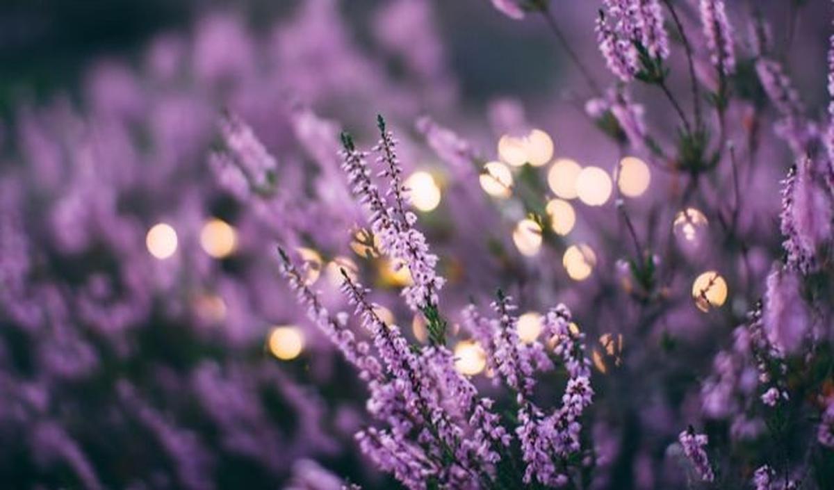 Lavender