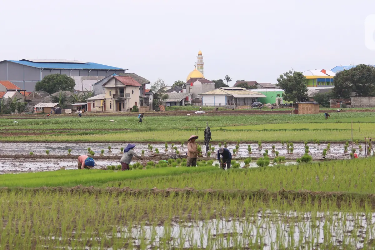 Kementan Targetkan 8,2 Juta Hektare Sawah untuk 20 Juta Ton Beras
