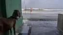 Seekor kambing dipasang ke pintu sebuah rumah saat gelombang pasang tinggi menghantam pantai Laut Arab di Mumbai, India, Selasa, 13 Juni 2023. (AP Photo/Rafiq Maqbool)